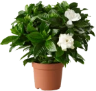Rattel Paysagiste Paysagiste Orleans Jardin 5
